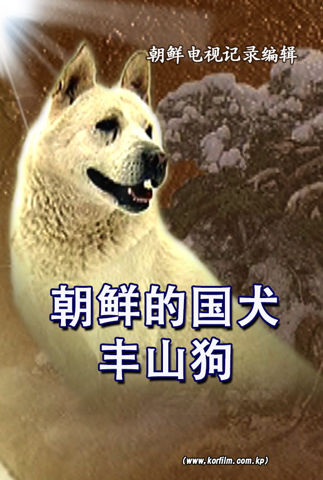 朝鲜的国犬 丰山狗